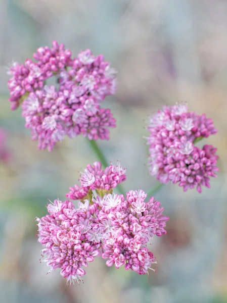 Las Hermosas Flores Hylotelephium Triphyllum Jardín —  Fotos de Stock