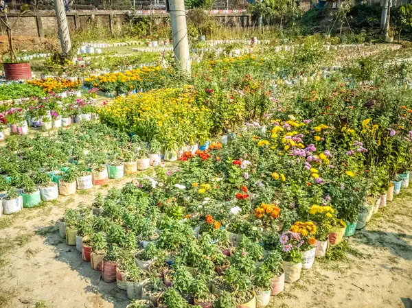 Różne Doniczkowe Kolorowe Kwiaty Rośliny Szklarni — Zdjęcie stockowe