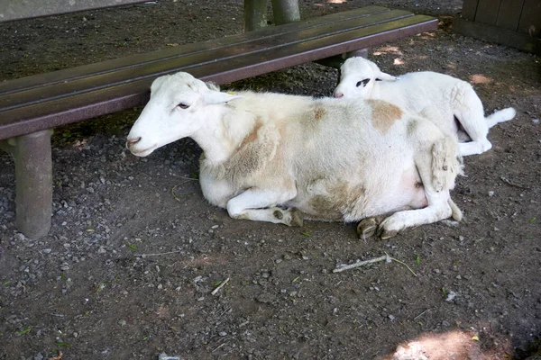 Una Cabra Blanca Divertida Yace Suelo Con Una Cabra —  Fotos de Stock