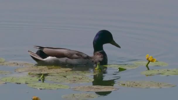 Hermoso Pato Nadando Superficie Del Agua Del Lago Día Verano — Vídeo de stock