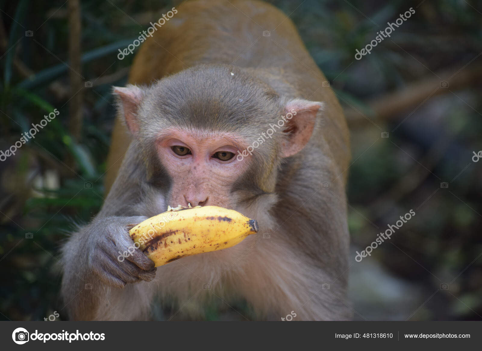 Macaco bonito comendo frutas de banana na ilustração de natureza