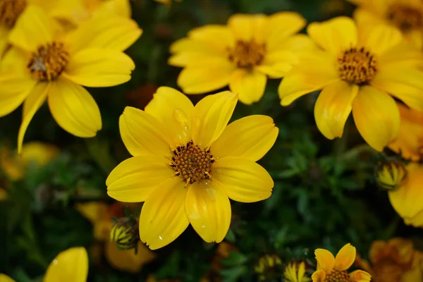 Primo Piano Bellissimi Fiori Gialli Bidens Giardino — Foto Stock