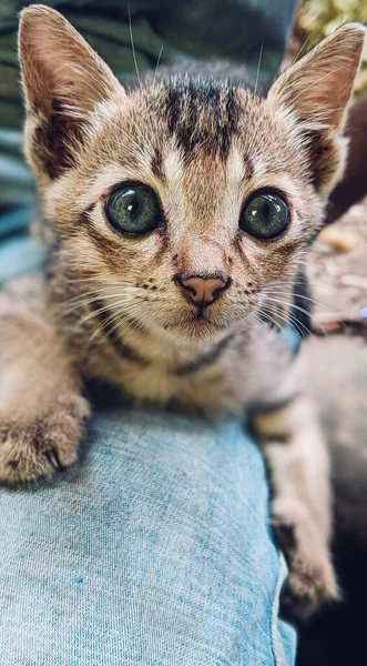 Närbild Bedårande Kattunge Med Stora Ögon Liggande Soffa — Stockfoto