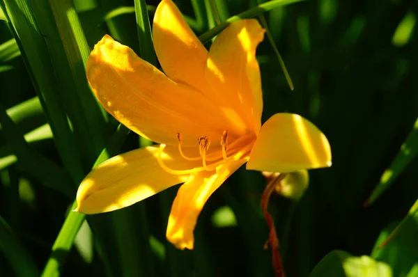 Egy Hemerocallis Faj Sárga Virága Frankfurti Botanikus Kertben Közelkép Fénnyel — Stock Fotó