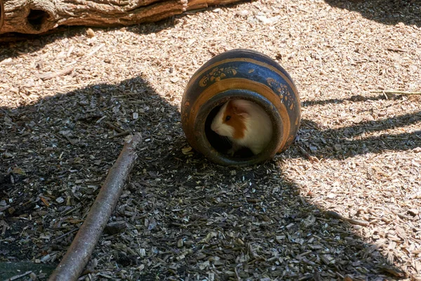 Une Photo Hamster Zoo — Photo
