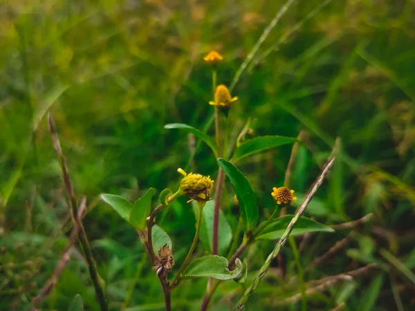 Primo Piano Fiori Selvatici Campo Con Sfondo Sfocato — Foto Stock