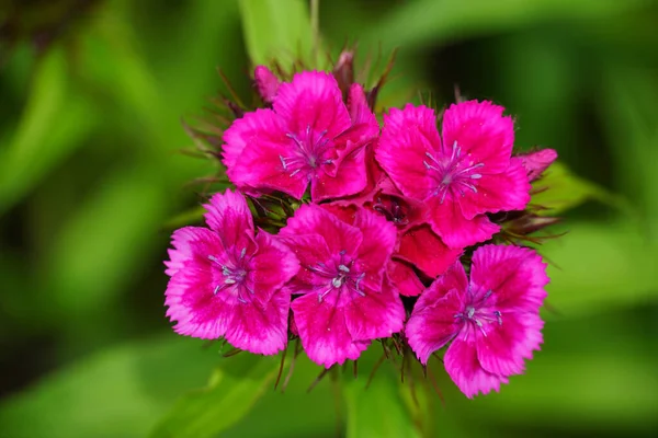 Beautiful Sweet William Dianthus Barbatus Forest — Stock Photo, Image