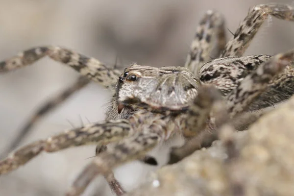 Uno Scatto Selettivo Lupo Ragno Isolato Sulla Sabbia Fauna Selvatica — Foto Stock