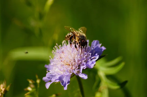 Крупный План Медоносной Пчелы Неровном Поле Растение Используется Цветущих Лугах — стоковое фото