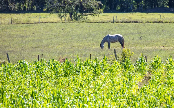 Belo Cavalo Pastando Campo — Fotografia de Stock
