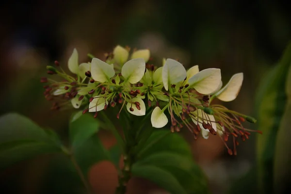 Closeup Shot Blooming Bird Cherry Tree — Stock Photo, Image