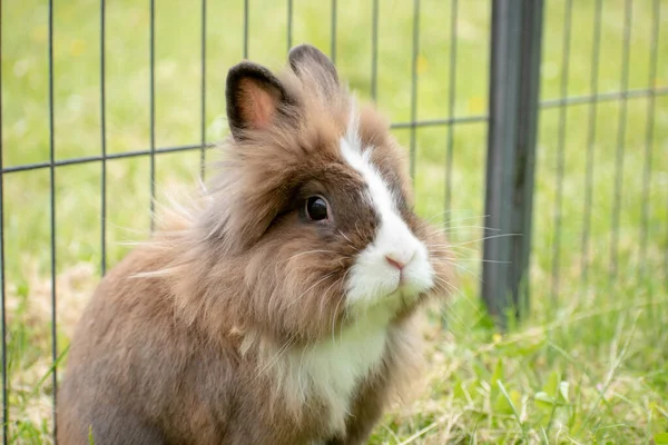 Närbild Söt Fluffig Brun Kanin Bur — Stockfoto