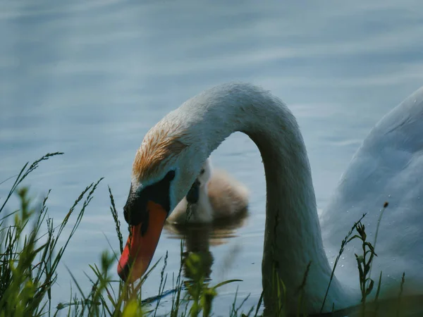 Selective Focus White Swan Chick Lakeshore Reflection Surface — Stock Photo, Image