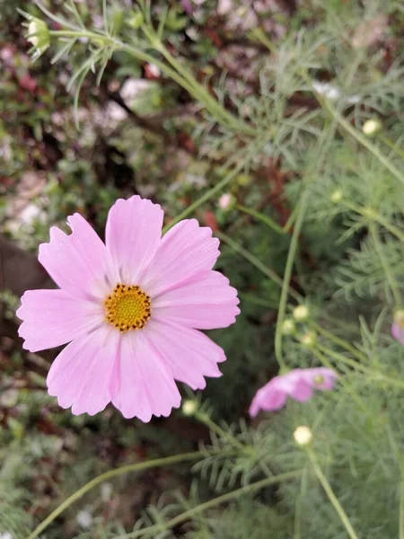 Fiore Cosmo Rosa Che Sboccia Nel Campo — Foto Stock