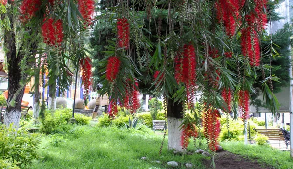 Belo Tiro Flor Árvore — Fotografia de Stock
