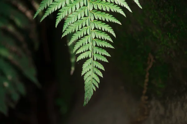 Primo Piano Foglie Felce — Foto Stock