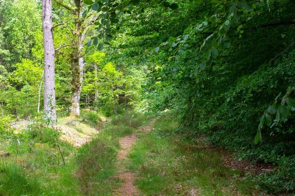 Sentiero Che Attraversa Una Foresta Verde — Foto Stock