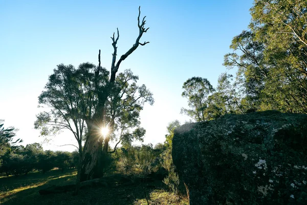 오스트레일리아의 지대에 커다란 고무나무 사이로 이비치고 — 스톡 사진