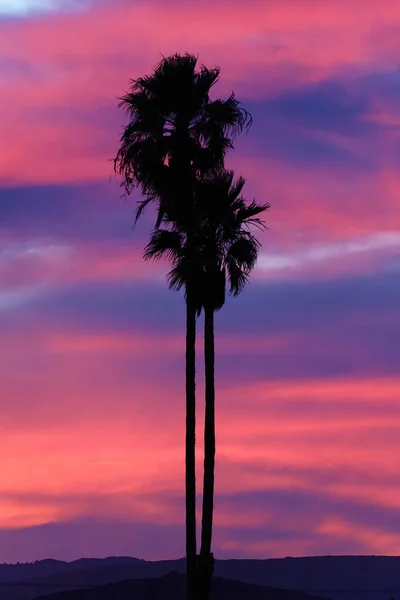 Las Palmeras Contra Hermoso Cielo Del Atardecer — Foto de Stock