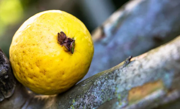 Uma Fruta Goiaba Orgânica Uma Árvore — Fotografia de Stock