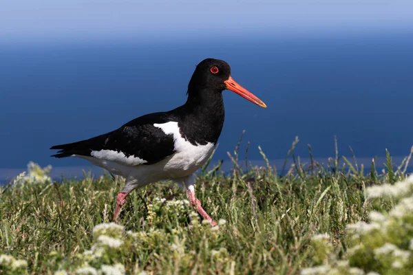 Ostriche Struts Attraverso Erba Con Cielo Blu Mare Sullo Sfondo — Foto Stock