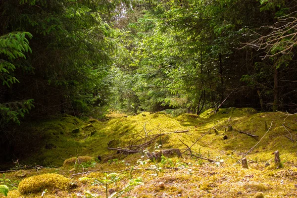 Крупним Планом Знімок Відкритого Простору Зеленому Лісі — стокове фото