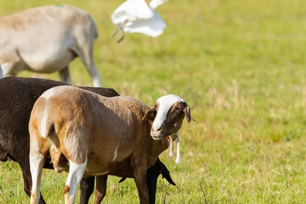 Uma Manada Cabras Pastando Prado Dia Ensolarado — Fotografia de Stock