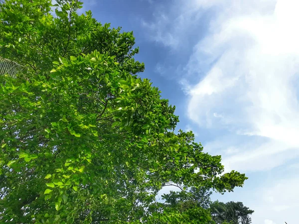 Belo Tiro Uma Árvore Verde Sob Céu Nublado — Fotografia de Stock