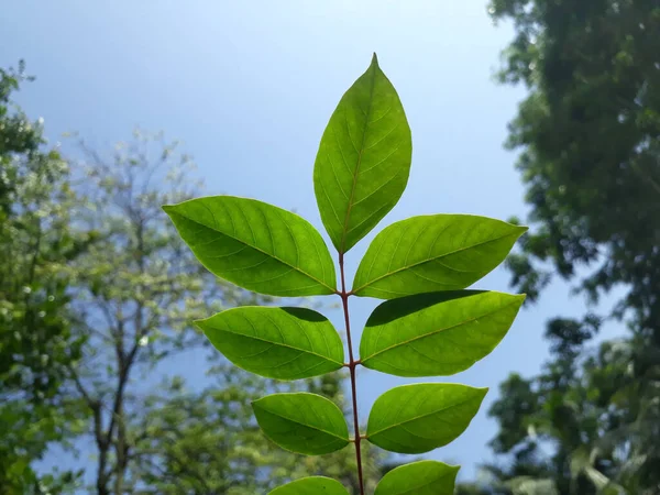 Die Grünen Blätter Einem Dünnen Trieb Auf Himmelshintergrund — Stockfoto
