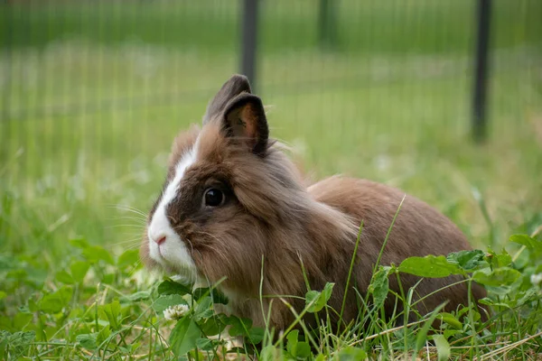 檻の中でかわいいふわふわの茶色のウサギのクローズアップ — ストック写真