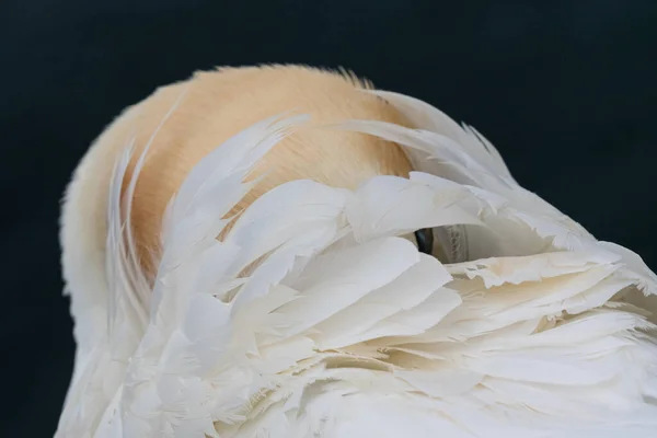 Northern Gannet Heligoland Hides Its Head Its Plumage Only His — Stock Photo, Image