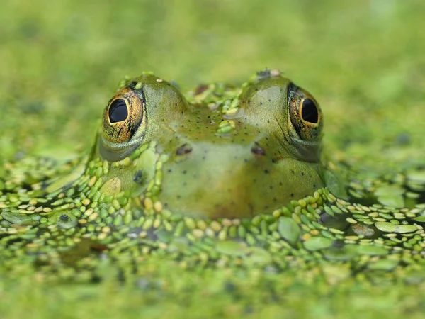 Egy Makró Felvétel Egy Zöld Békáról Félúton Vízben — Stock Fotó