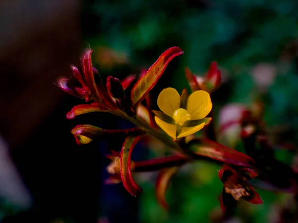 Primer Plano Una Planta Con Una Flor Amarilla Hojas Rojas — Foto de Stock