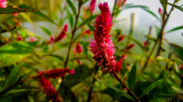 Ένα Κοντινό Πλάνο Από Λουλούδια Της Celosia Argentea — Φωτογραφία Αρχείου