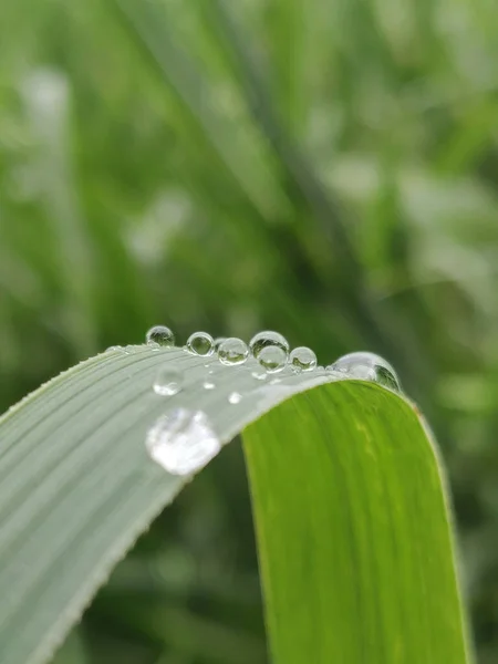 水滴特写植物叶子上的水滴特写 — 图库照片