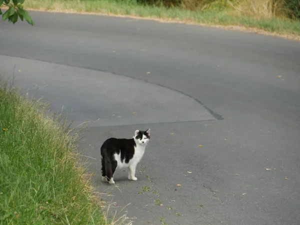 Veduta Gatto Bianco Nero Piedi Sulla Strada Vicino All Erba — Foto Stock