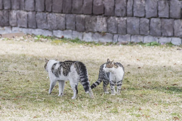 Deux Chats Debout Sur Herbe Dans Parc — Photo