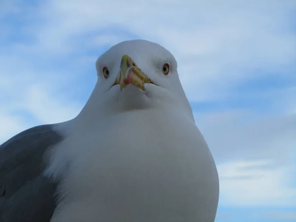Sebuah Tembakan Closeup Dari Burung Camar Terhadap Langit Mendung — Stok Foto
