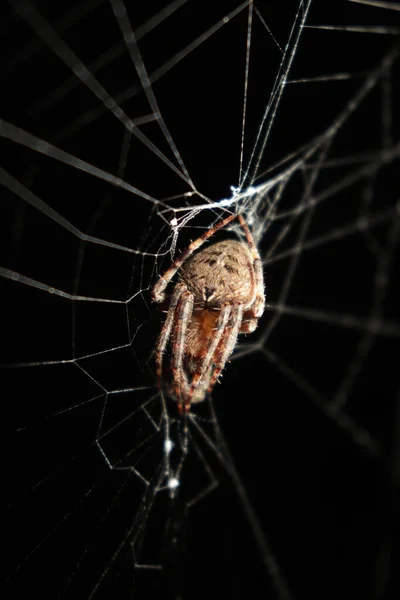 Uma Foto Macro Uma Aranha Neoscona Uma Teia Fundo Preto — Fotografia de Stock