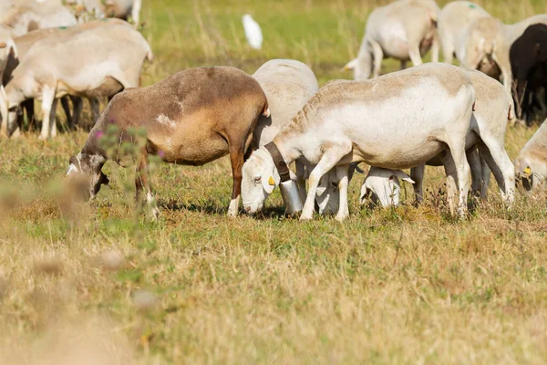 Una Manada Cabras Pastando Prado Día Soleado —  Fotos de Stock