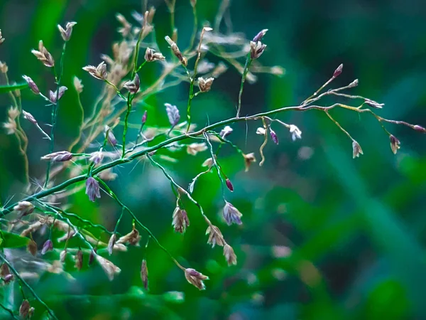 Närbild Bild Vilda Fält Blommor Med Suddig Bakgrund — Stockfoto