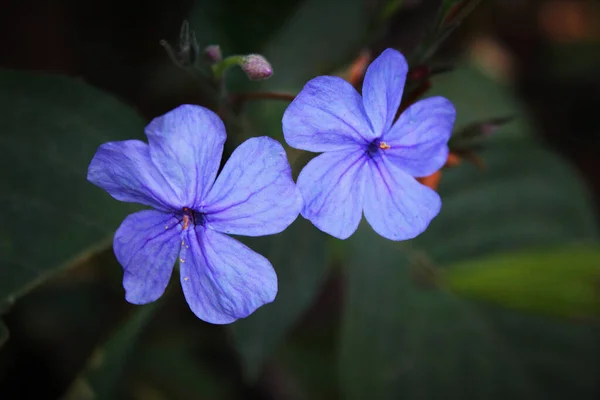 Ett Selektivt Fokus Blommande Blommor Utomhus — Stockfoto