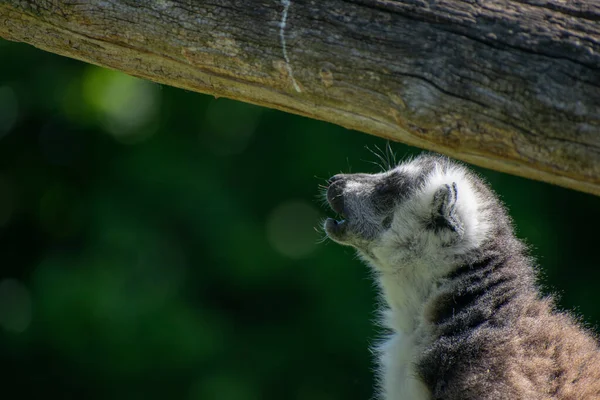 Närbild Ringsvansad Lemur Park — Stockfoto