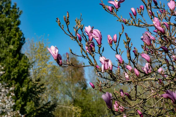 Closeup Shot Campbell Magnolia Tree — Stock Photo, Image