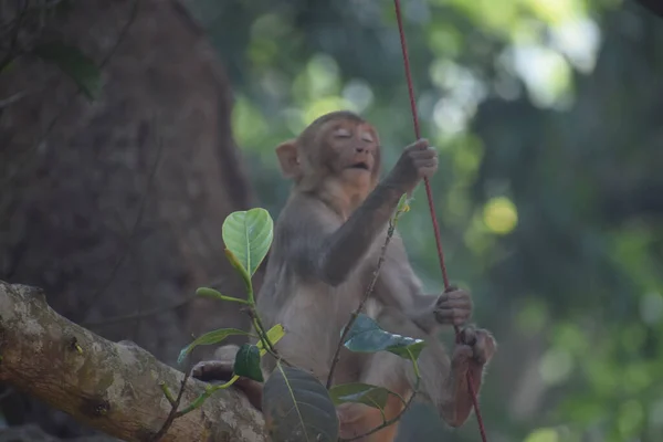 Ein Flacher Fokus Eines Affen Auf Einem Baum — Stockfoto