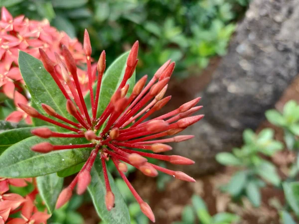 Gros Plan Une Fleur Jasmin Rouge Des Antilles Poussant Dans — Photo