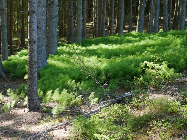 Une Belle Vue Sur Les Grands Arbres Qui Poussent Dans — Photo