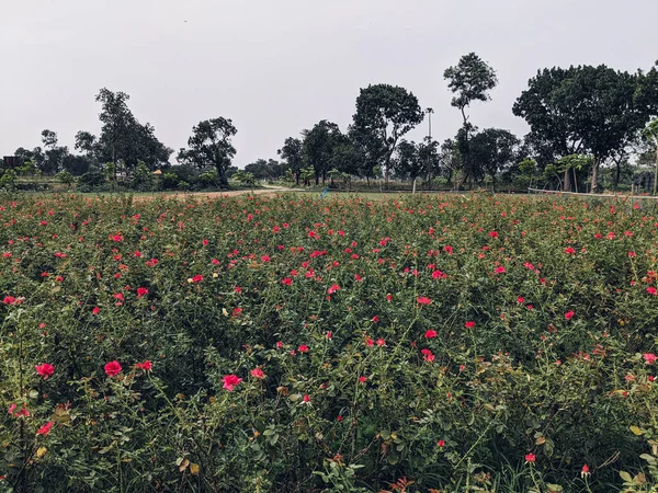 Een Prachtig Shot Van Een Plantage Van Rose Rozen — Stockfoto