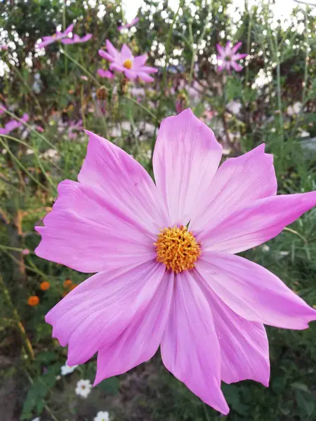 Una Flor Rosa Del Cosmos Floreciendo Campo —  Fotos de Stock