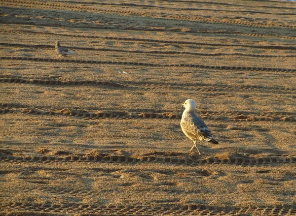 Een Meeuw Een Duif Wandelen Een Zandstrand Bij Zonsopgang — Stockfoto